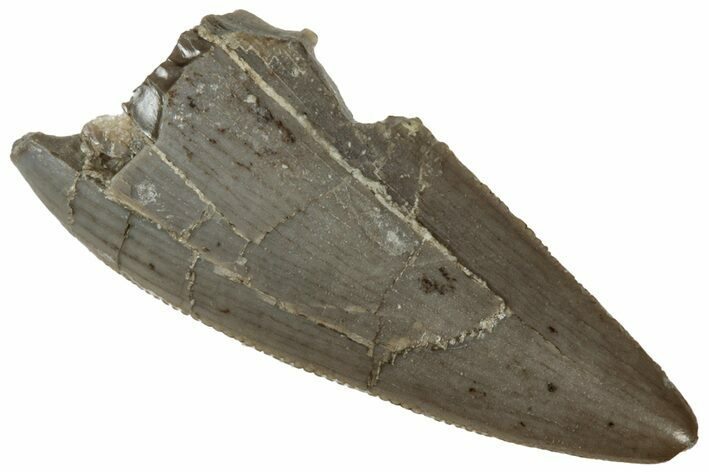 Serrated, Triassic Reptile (Postosuchus?) Tooth - Arizona #321049
